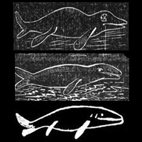 Tuttle's attempt at the evolution of whales, as recounted by his 'superior intelligences', from Arcana of Nature, 1859 Tuttle's attempt at the evolution of whales, as recounted by his 'superior intelligences', from Arcana of Nature, 1859